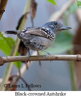 Black-crowned Antshrike - © Laura L Fellows and Exotic Birding LLC