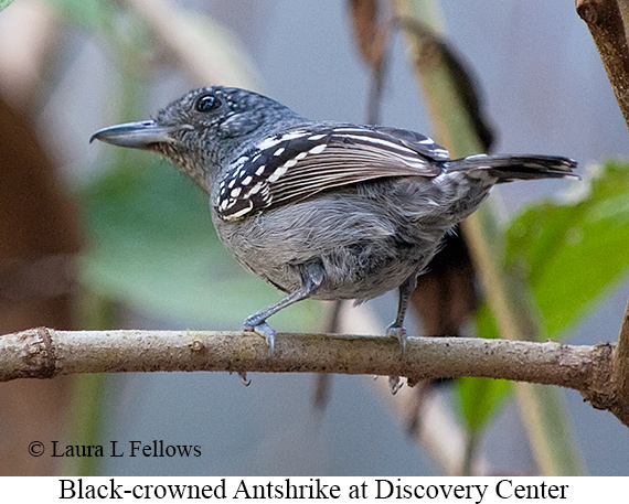 Black-crowned Antshrike - © Laura L Fellows and Exotic Birding LLC