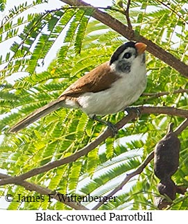 Black-crowned Parrotbill - © James F Wittenberger and Exotic Birding LLC Black-crowned Parrotbill - © James F Wittenberger and Exotic Birding LLC