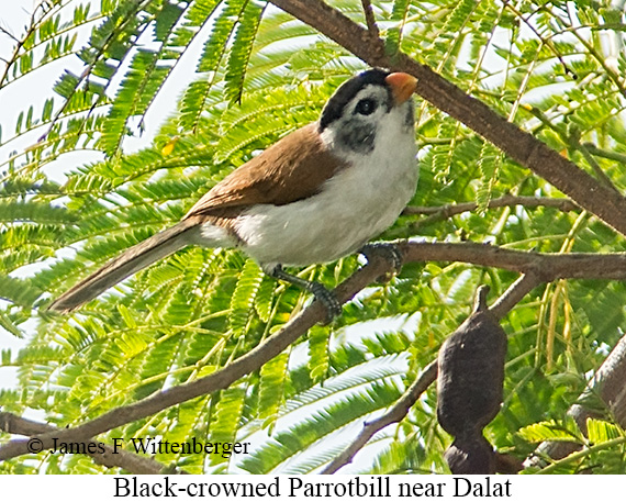 Black-crowned Parrotbill - © James F Wittenberger and Exotic Birding LLC Black-crowned Parrotbill - © James F Wittenberger and Exotic Birding LLC
