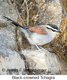 Black-crowned Tchagra - © James F Wittenberger and Exotic Birding LLC