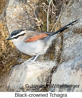 Black-crowned Tchagra - © James F Wittenberger and Exotic Birding LLC