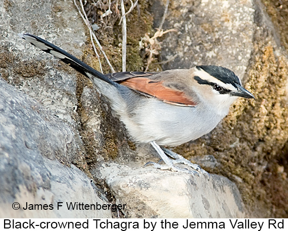 Black-crowned Tchagra - © James F Wittenberger and Exotic Birding LLC