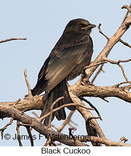 Black Cuckoo - © James F Wittenberger and Exotic Birding LLC