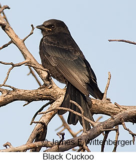 Black Cuckoo - © James F Wittenberger and Exotic Birding LLC