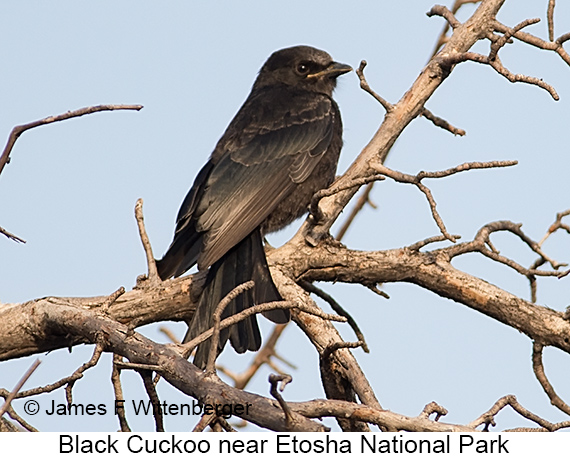 Black Cuckoo - © James F Wittenberger and Exotic Birding LLC