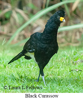 Black Curassow - © Laura L Fellows and Exotic Birding LLC