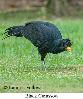 Black Curassow - &copy; Laura L Fellows and Exotic Birding LLC