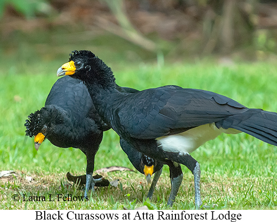 Black Curassow - © James F Wittenberger and Exotic Birding LLC Black Curassow - © James F Wittenberger and Exotic Birding LLC