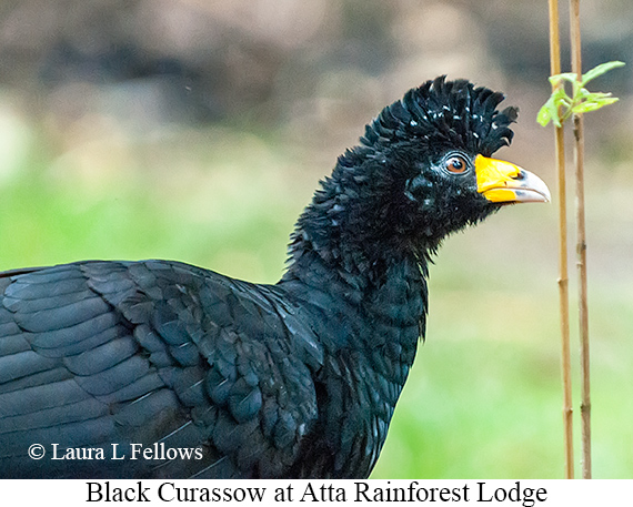 Black Curassow - © The Photographer and Exotic Birding LLC