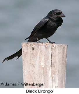 Black Drongo - © James F Wittenberger and Exotic Birding LLC