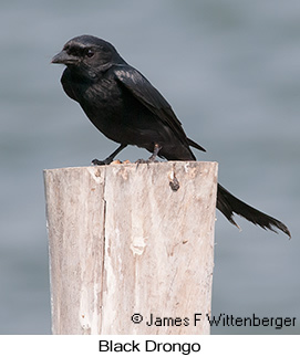 Black Drongo - © James F Wittenberger and Exotic Birding LLC