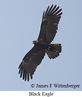 Black Eagle - © James F Wittenberger and Exotic Birding LLC