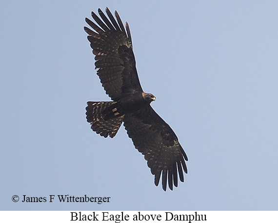Black Eagle - © James F Wittenberger and Exotic Birding LLC