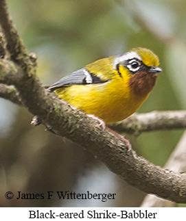Black-eared Shrike-Babbler - © James F Wittenberger and Exotic Birding LLC Black-eared Shrike-Babbler - © James F Wittenberger and Exotic Birding LLC