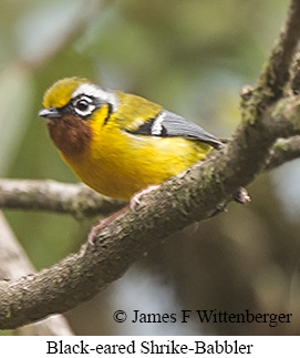 Black-eared Shrike-Babbler - © James F Wittenberger and Exotic Birding LLC