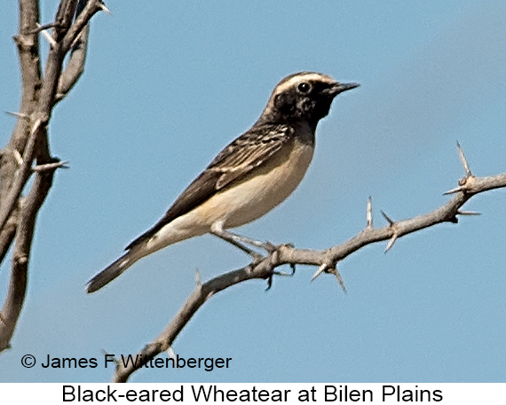 Black-eared Wheatear - © James F Wittenberger and Exotic Birding LLC