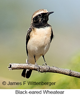 Black-eared Wheatear - © James F Wittenberger and Exotic Birding LLC