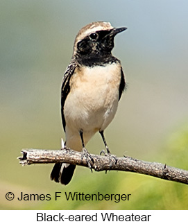 Black-eared Wheatear - © James F Wittenberger and Exotic Birding LLC Black-eared Wheatear - © James F Wittenberger and Exotic Birding LLC