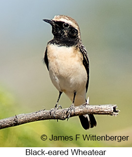 Black-eared Wheatear - © James F Wittenberger and Exotic Birding LLC