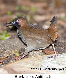 Black-faced Antthrush - © James F Wittenberger and Exotic Birding LLC