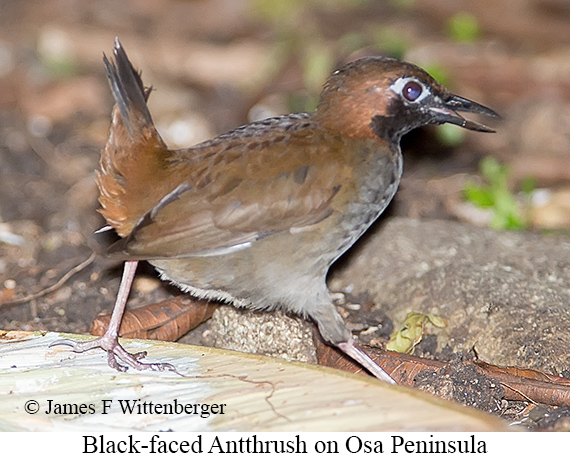 Black-faced Antthrush - &copy; James F Wittenberger and Exotic Birding LLC