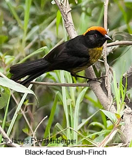 Black-faced Brushfinch - © James F Wittenberger and Exotic Birding LLC