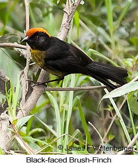 Black-faced Brushfinch - © James F Wittenberger and Exotic Birding LLC Black-faced Brushfinch - © James F Wittenberger and Exotic Birding LLC