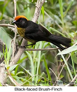 Black-faced Brushfinch - © James F Wittenberger and Exotic Birding LLC