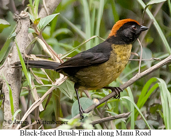 Black-faced Brushfinch - © James F Wittenberger and Exotic Birding LLC