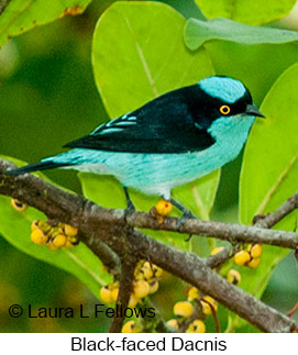 Black-faced Dacnis - © Laura L Fellows and Exotic Birding LLC