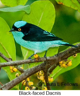 Black-faced Dacnis - © Laura L Fellows and Exotic Birding LLC