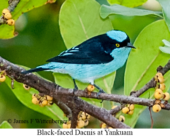 Black-faced Dacnis - &copy; James F Wittenberger and Exotic Birding LLC
