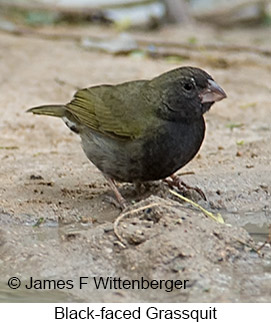 Black-faced Grassquit - © James F Wittenberger and Exotic Birding LLC