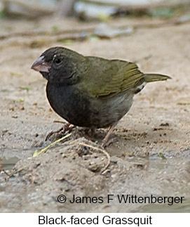 Black-faced Grassquit - © James F Wittenberger and Exotic Birding LLC