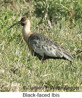 Black-faced Ibis - © James F Wittenberger and Exotic Birding LLC