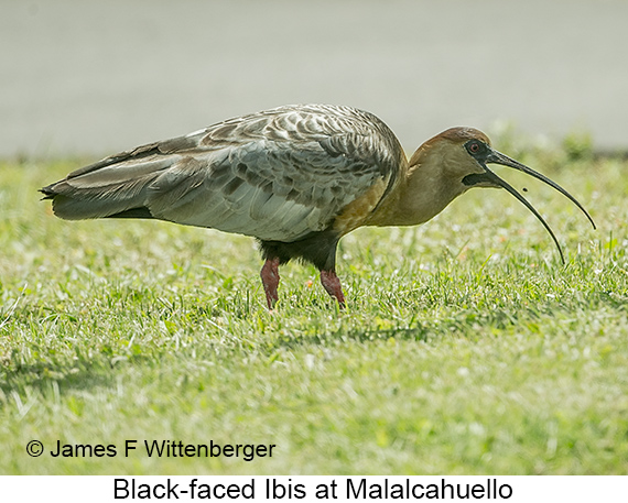 Black-faced Ibis - © James F Wittenberger and Exotic Birding LLC Black-faced Ibis - © James F Wittenberger and Exotic Birding LLC