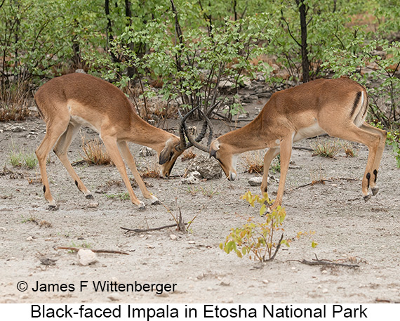 Black-faced Impala - © James F Wittenberger and Exotic Birding LLC