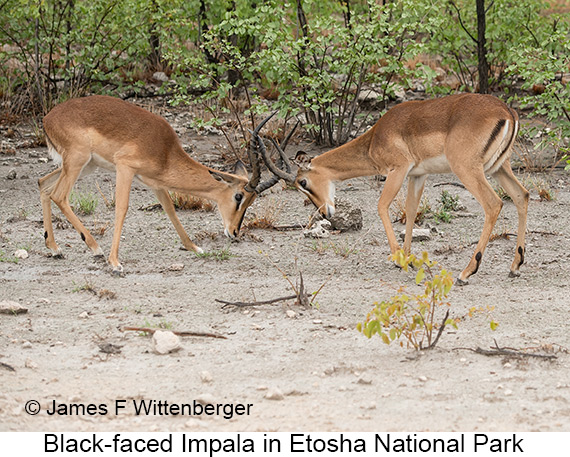 Black-faced Impala - © James F Wittenberger and Exotic Birding LLC