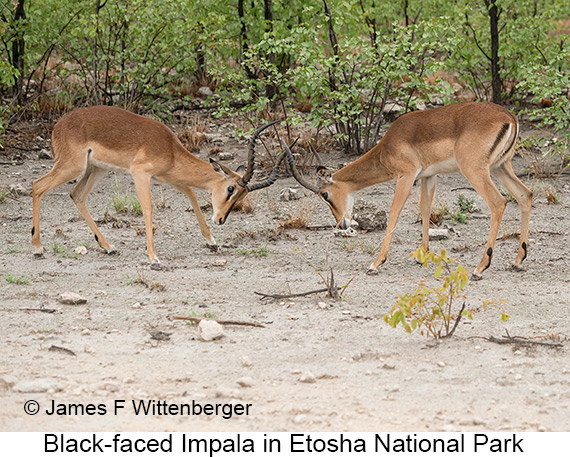 Black-faced Impala - © James F Wittenberger and Exotic Birding LLC