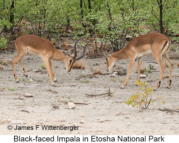 Black-faced Impala - © James F Wittenberger and Exotic Birding LLC