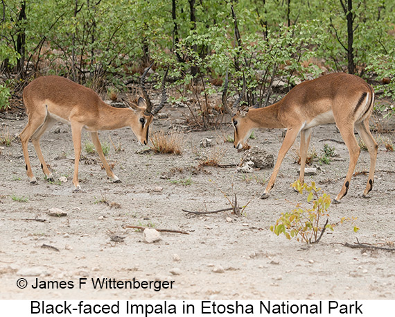 Black-faced Impala - © James F Wittenberger and Exotic Birding LLC