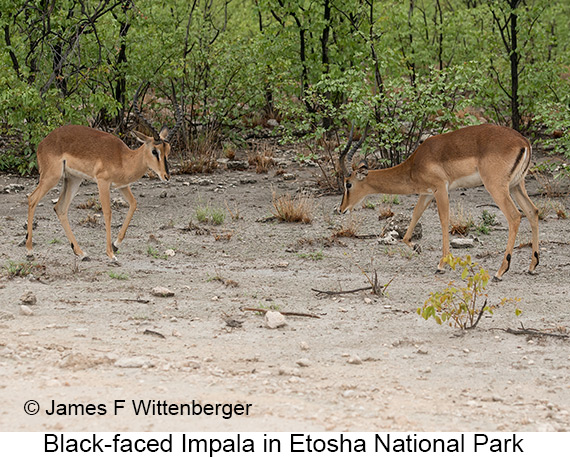 Black-faced Impala - © James F Wittenberger and Exotic Birding LLC