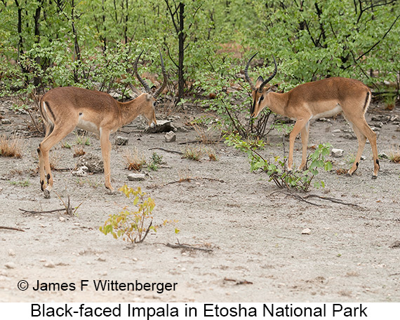 Black-faced Impala - © James F Wittenberger and Exotic Birding LLC