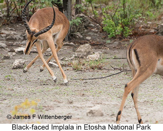 Black-faced Impala - © James F Wittenberger and Exotic Birding LLC