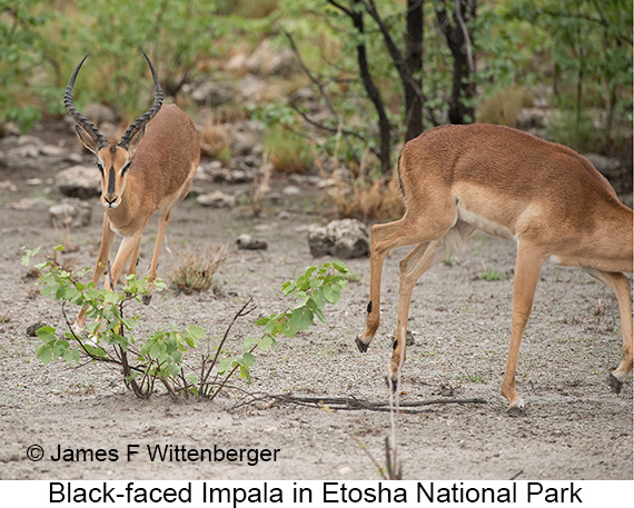 Black-faced Impala - © James F Wittenberger and Exotic Birding LLC