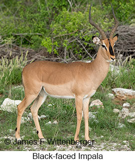 Black-faced Impala - © James F Wittenberger and Exotic Birding LLC