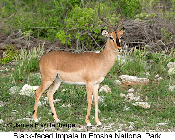 Black-faced Impala - © James F Wittenberger and Exotic Birding LLC