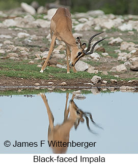 Black-faced Impala - &copy; James F Wittenberger and Exotic Birding LLC