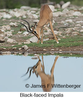Black-faced Impala - © James F Wittenberger and Exotic Birding LLC